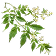 سدر